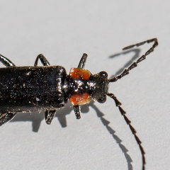 Cantharis tuberculata