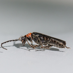 Cantharis tuberculata