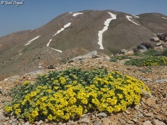 Alyssum baumgartnerianum