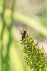 Cantharis tuberculata