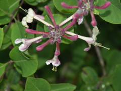 Lonicera × americana
