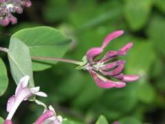 Lonicera × americana