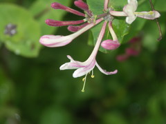 Lonicera × americana