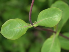 Lonicera × americana
