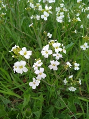 Arabidopsis arenosa arenosa