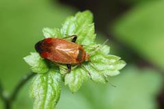 Castanopsides kerzhneri