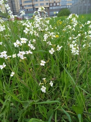 Arabidopsis arenosa arenosa