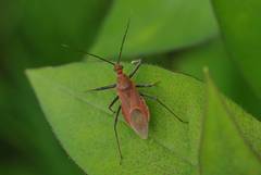 Cutocoris russatus