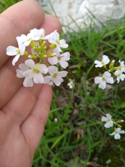 Arabidopsis arenosa arenosa