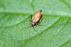 Castanopsides kerzhneri