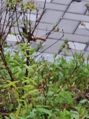 Phoenicurus auroreus