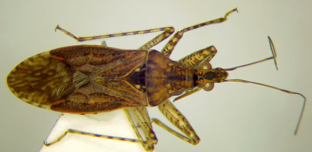 Hoplistoscelis nigriventris