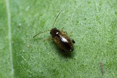 Longitarsus scutellaris