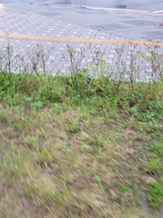 Phoenicurus auroreus