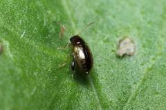 Longitarsus scutellaris