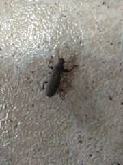 Tenebrio obscurus