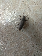 Tenebrio obscurus