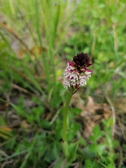 Neotinea ustulata ustulata