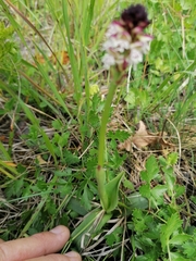 Neotinea ustulata ustulata