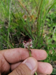 Neotinea ustulata ustulata