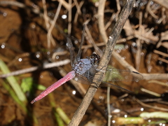 Orthetrum migratum