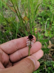Neotinea ustulata ustulata