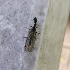 Phaeostigma