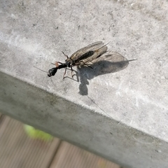Phaeostigma