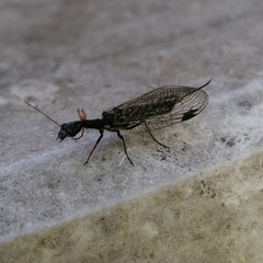 Phaeostigma