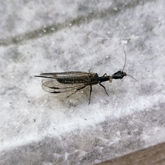 Phaeostigma
