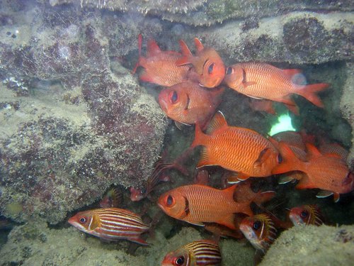 Bigscale soldierfish