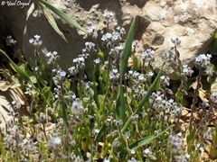 Myosotis refracta
