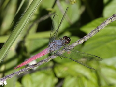 Orthetrum migratum