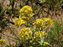 Barbarea brachycarpa