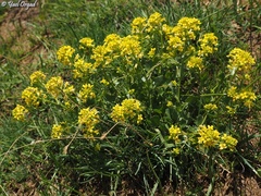 Barbarea brachycarpa