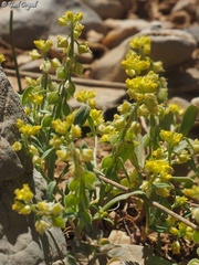 Clypeola lappacea