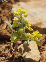 Clypeola lappacea