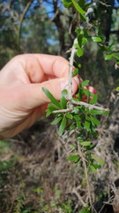 Bursaria spinosa