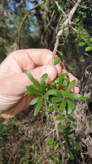 Bursaria spinosa