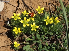 Ceratocephala falcata