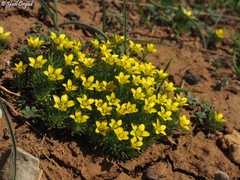 Ceratocephala falcata