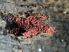 Arcyria ferruginea