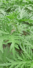 Urtica cannabina