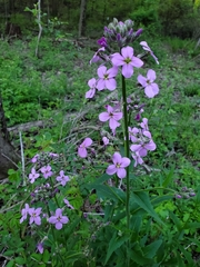 Hesperis matronalis
