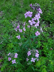 Hesperis matronalis