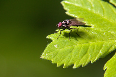 Diptera