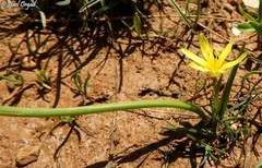 Gagea bohemica