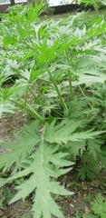 Urtica cannabina