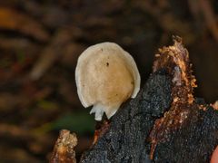 Clitocybe semiocculta