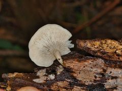 Clitocybe semiocculta